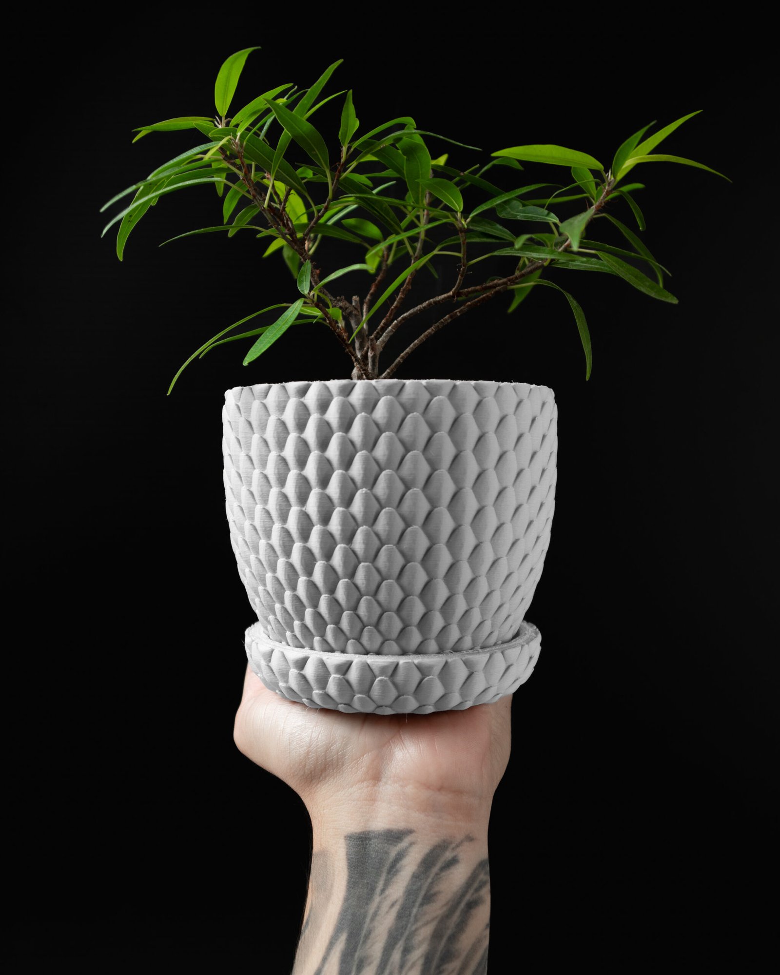 Dragonscale Planter 01