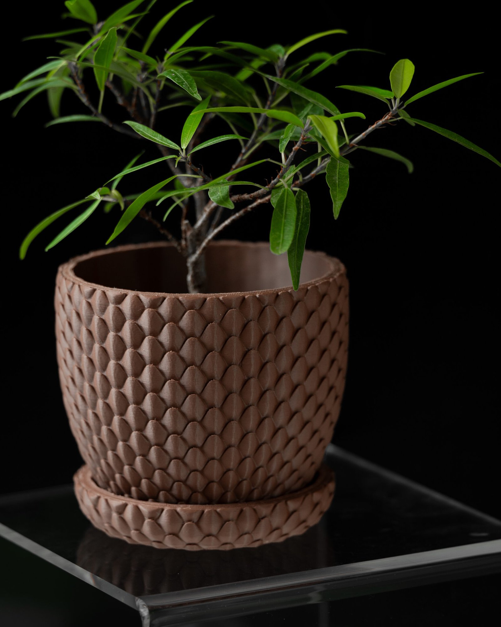 Dragonscale Planter 01 - Image 4